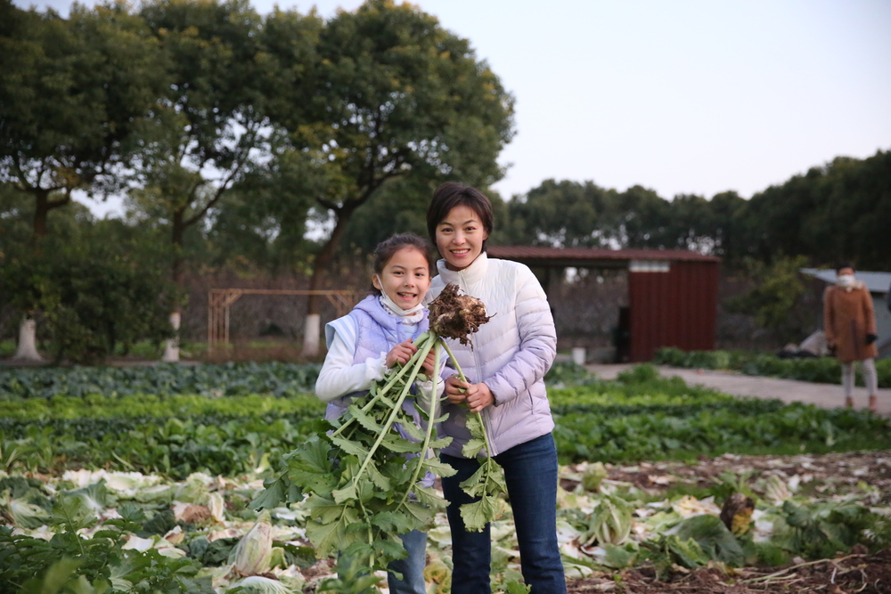 外籍人才體驗采摘蔬菜